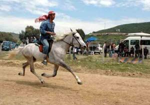 Side Rahvan At Yarlarnn Yedincisi Gerekletirildi